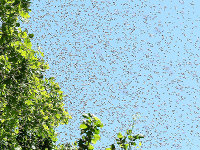 A swarm of bees (source: [url=http://commons.wikimedia.org/wiki/File:Bienenschwarm_17c.jpg]Wikimedia Commons[/url])